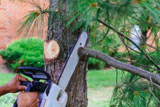 How Our Tree Care Process Works  in  Farmersville, OH